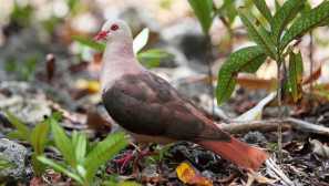 Růžová holubice - mizející tropické ostrovy endemické